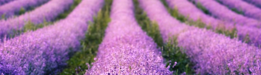 hd wallpaper, lavenders, flowers-6484003.jpg